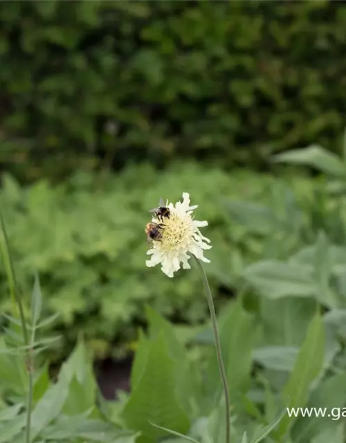 Cephalaria gigantea