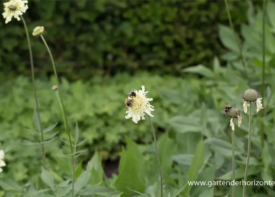 Cephalaria gigantea