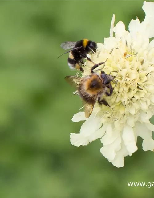 Cephalaria gigantea