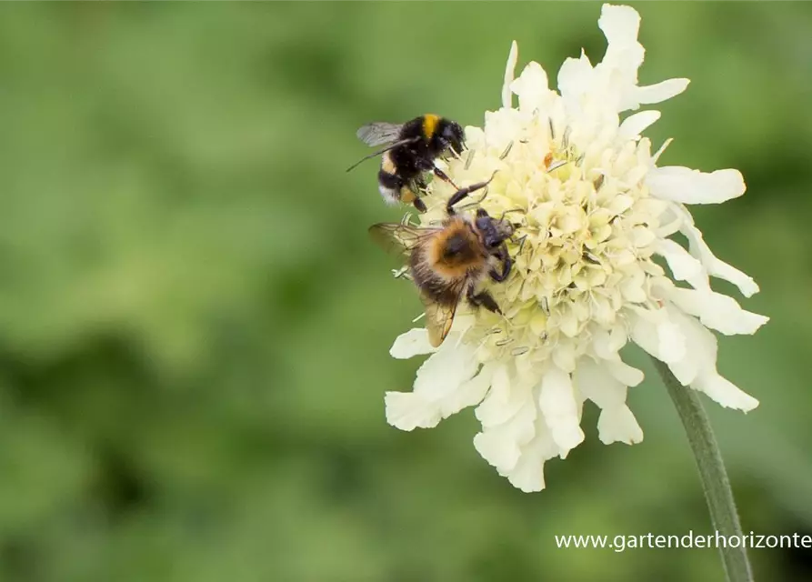 Cephalaria gigantea