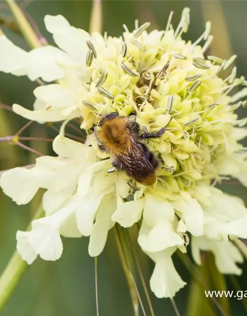 Cephalaria gigantea