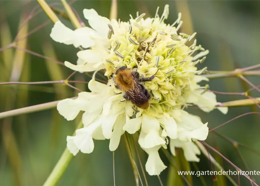 Cephalaria gigantea