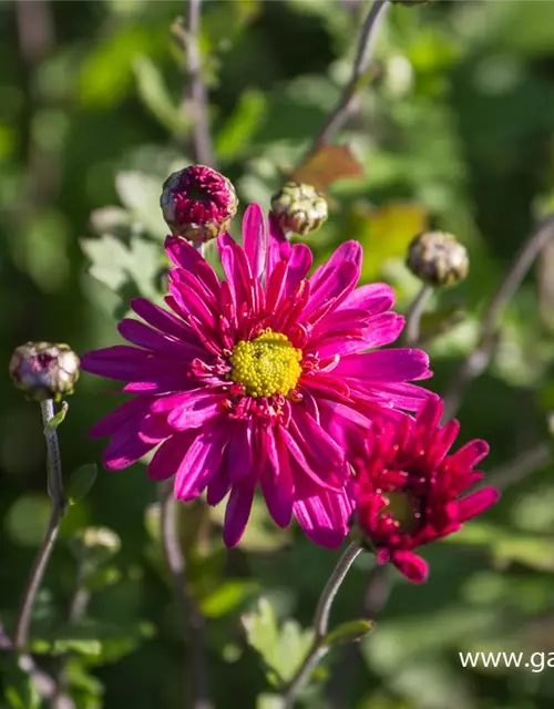 Chrysanthemum x hort.'Herbstkuss'