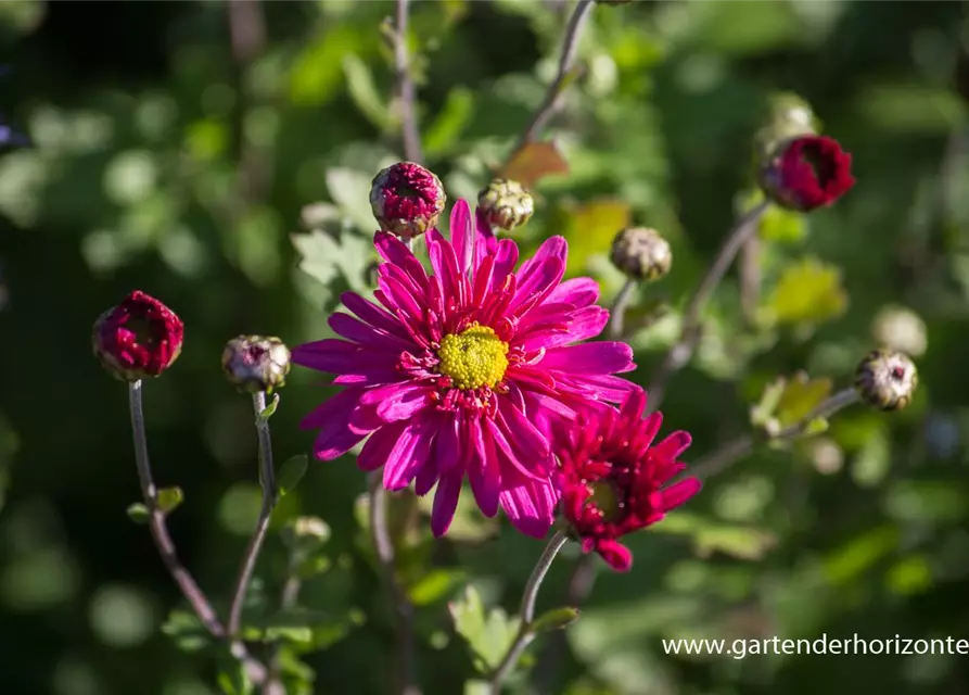 Chrysanthemum x hort.'Herbstkuss'