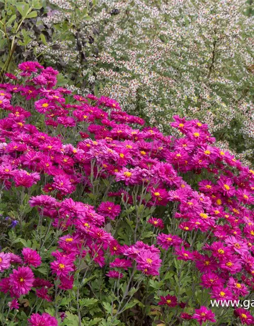 Chrysanthemum x hort.'Herbstkuss'