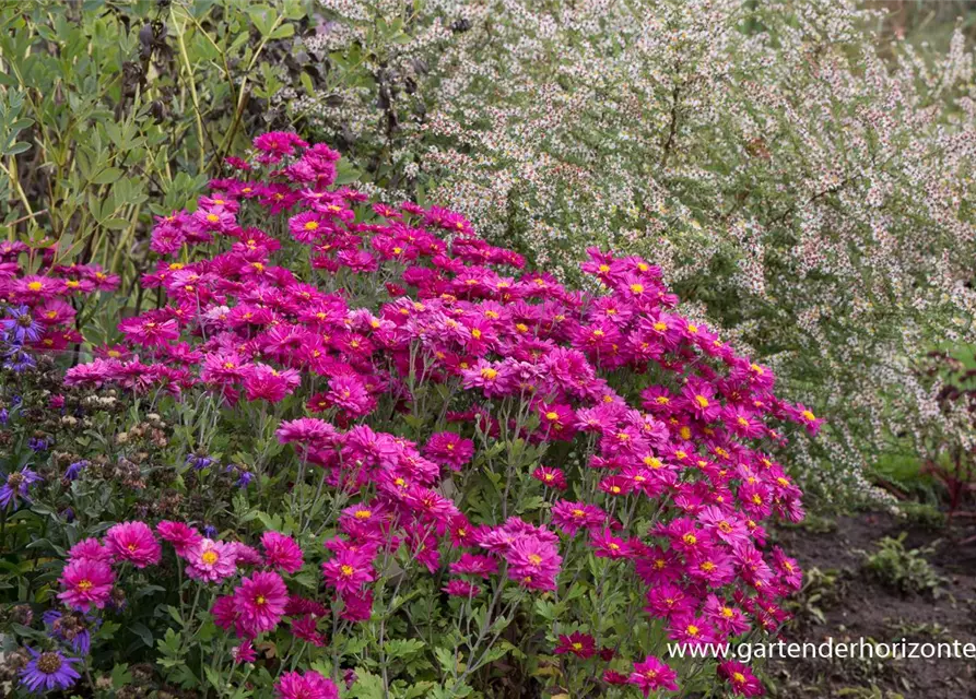 Chrysanthemum x hort.'Herbstkuss'