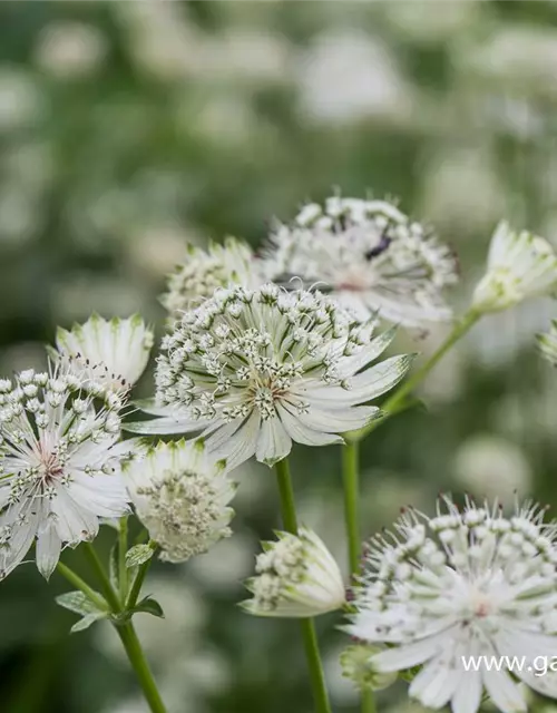 Astrantia major 'Shaggy'