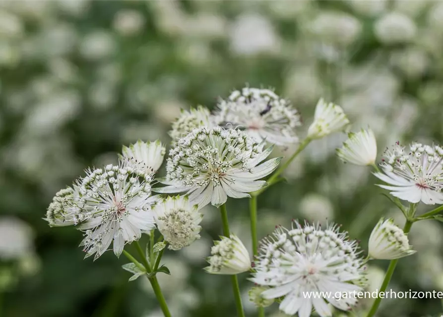 Astrantia major 'Shaggy'