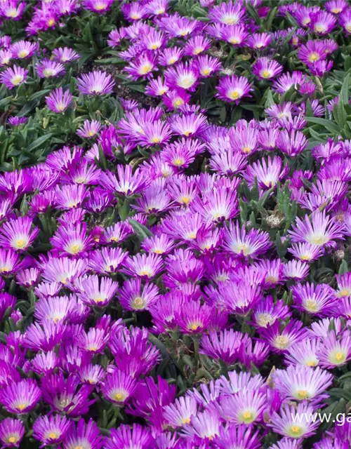 Delosperma sutherlandii