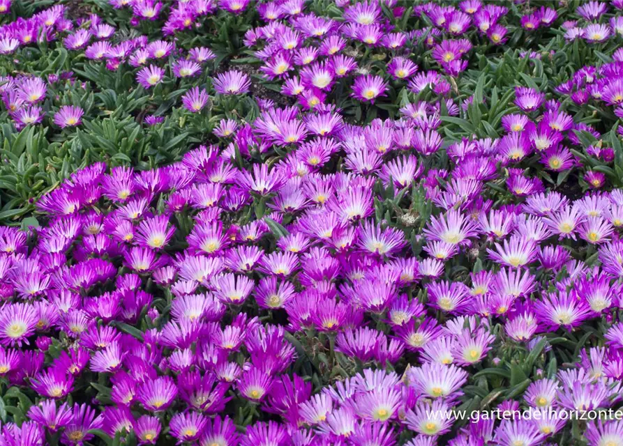 Delosperma sutherlandii