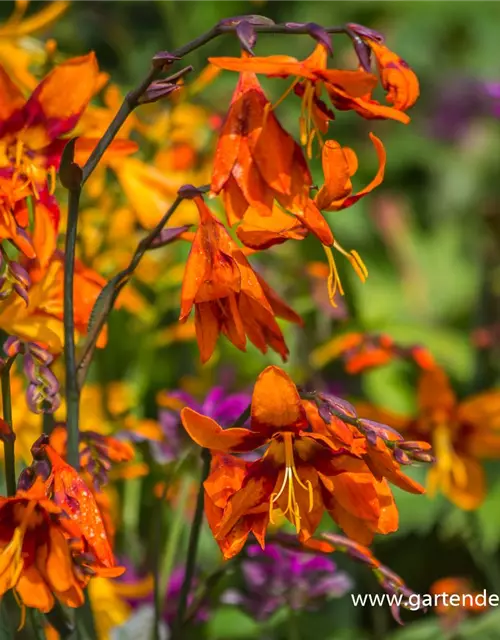 Crocosmia x crocosmiifl.'Emily McKenzie'