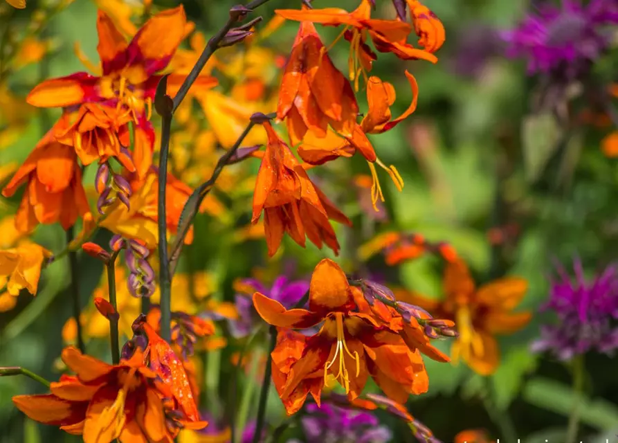 Crocosmia x crocosmiifl.'Emily McKenzie'