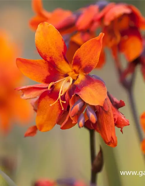 Crocosmia x crocosmiifl.'Emily McKenzie'