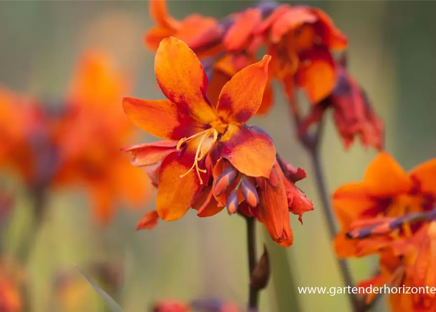 Crocosmia x crocosmiifl.'Emily McKenzie'