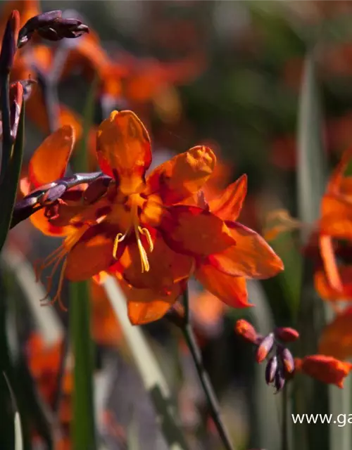 Crocosmia x crocosmiifl.'Emily McKenzie'