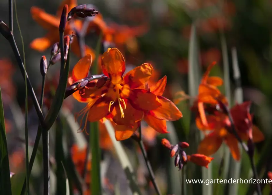 Crocosmia x crocosmiifl.'Emily McKenzie'