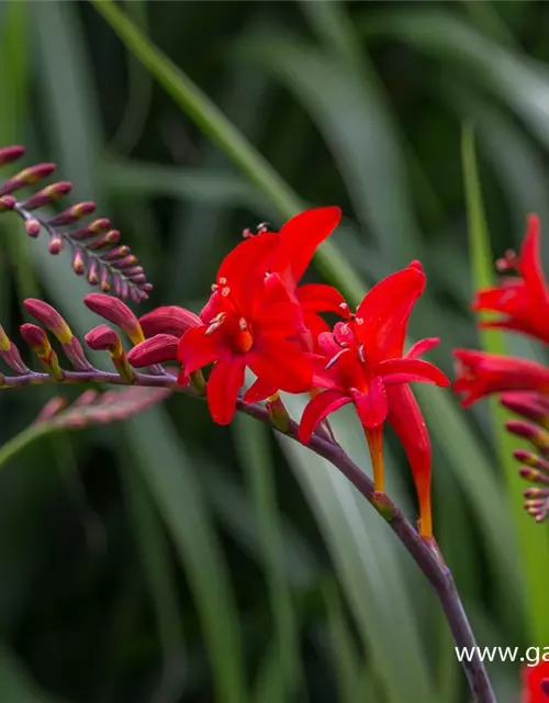 Crocosmia x crocosmiiflora 'Lucifer'