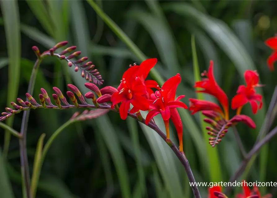 Crocosmia x crocosmiiflora 'Lucifer'