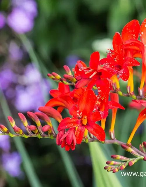 Crocosmia x crocosmiiflora 'Lucifer'