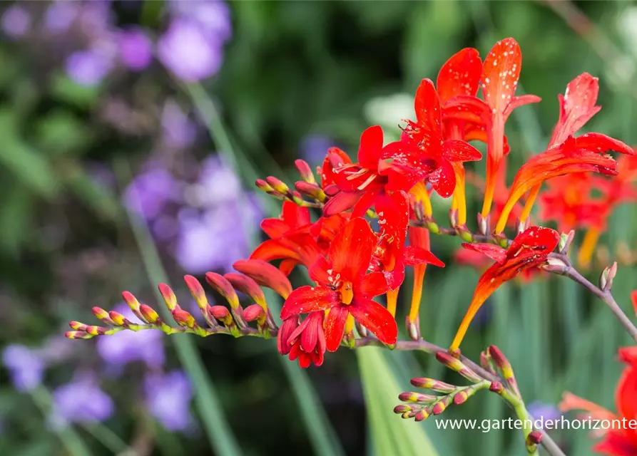 Crocosmia x crocosmiiflora 'Lucifer'