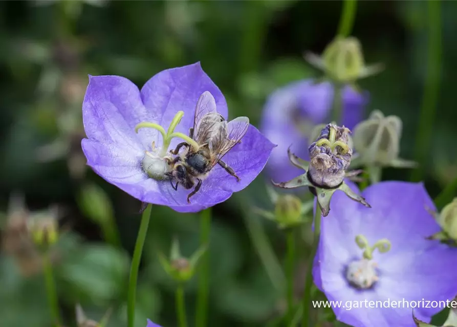 Campanula carp.'Samantha' -R-