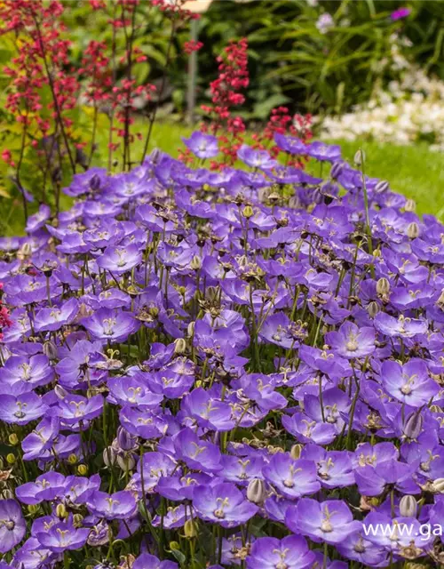 Campanula carp.'Samantha' -R-