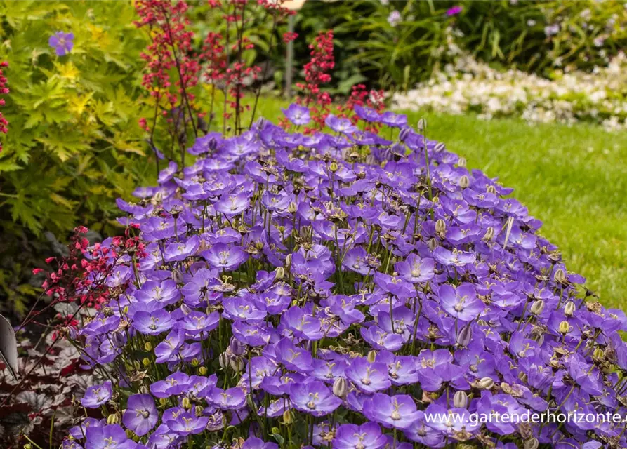 Campanula carp.'Samantha' -R-