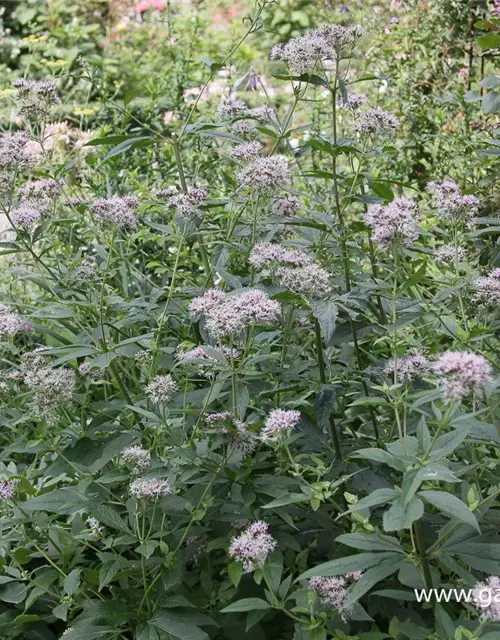 Eupatorium cannabinum