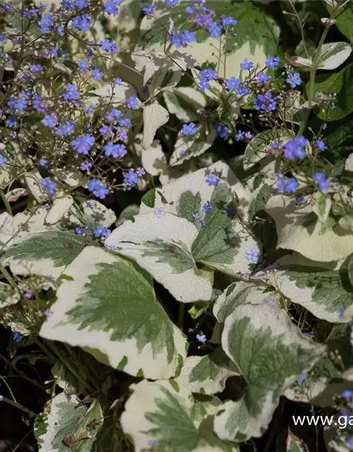 Brunnera macrophylla 'Variegata'