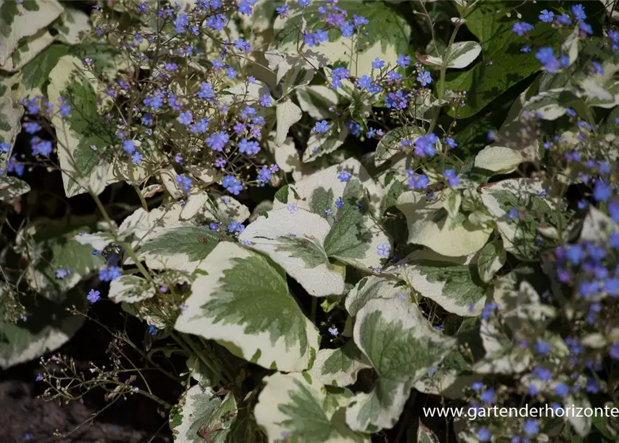 Brunnera macrophylla 'Variegata'