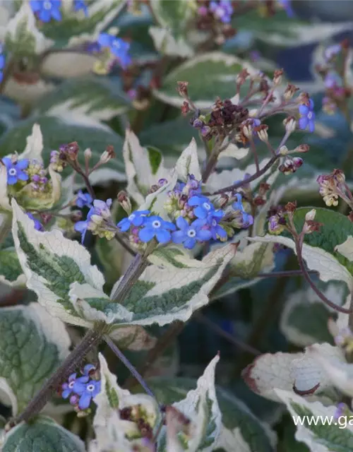 Brunnera macrophylla 'Variegata'