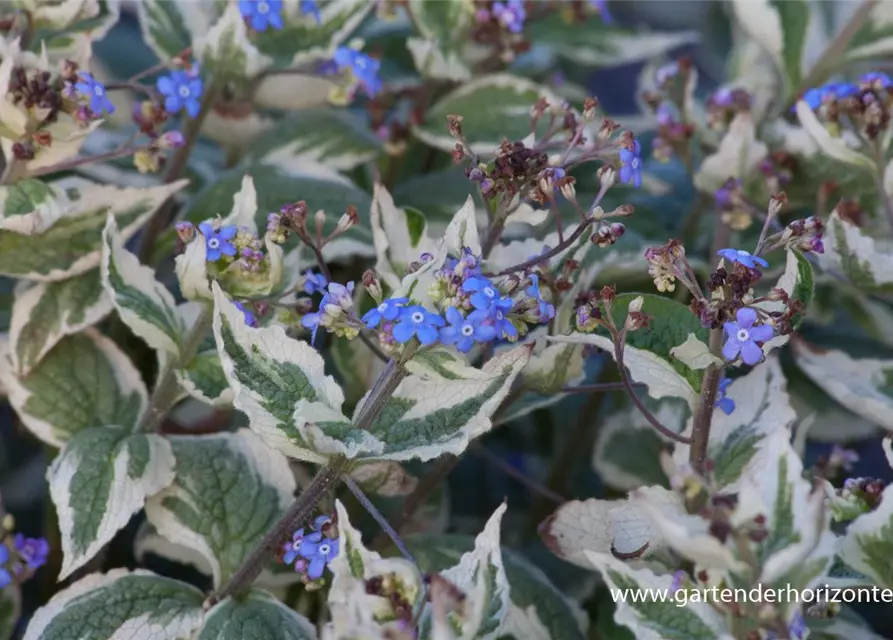 Brunnera macrophylla 'Variegata'