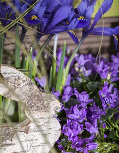 Iris reticulata