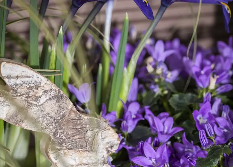 Iris reticulata