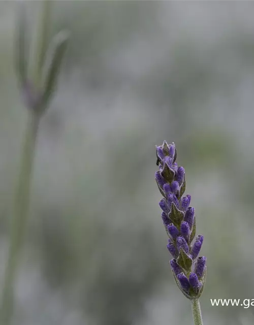 Echter Lavendel 'Silver Mist'