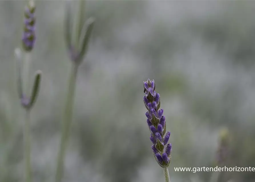 Echter Lavendel 'Silver Mist'