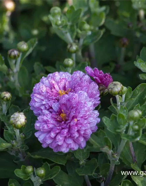 Chrysanthemum x hort.'Rotes Julchen'