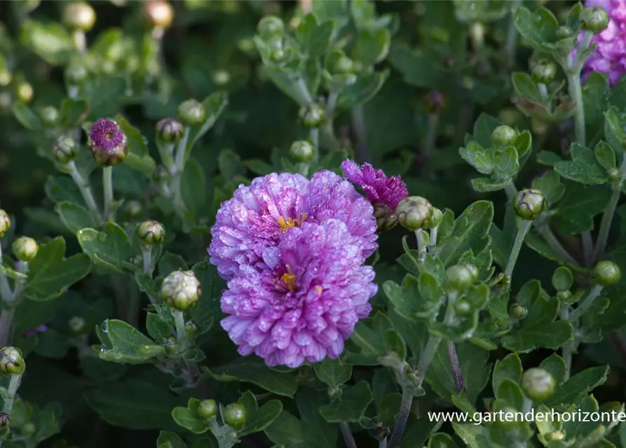 Chrysanthemum x hort.'Rotes Julchen'