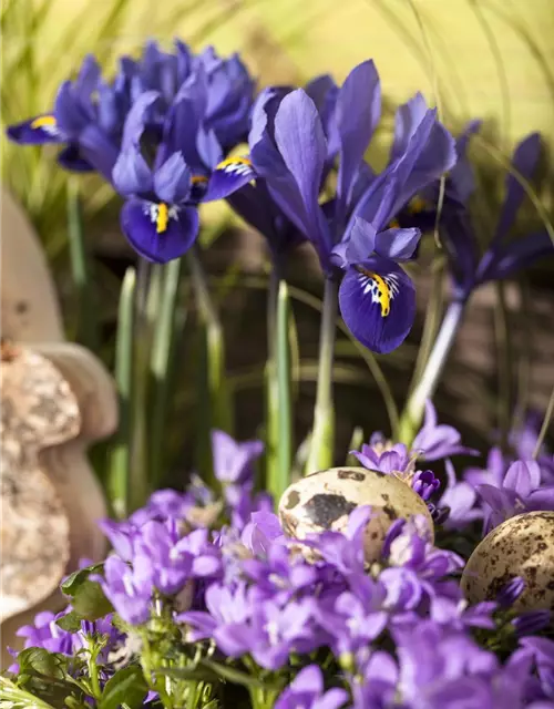 Iris reticulata