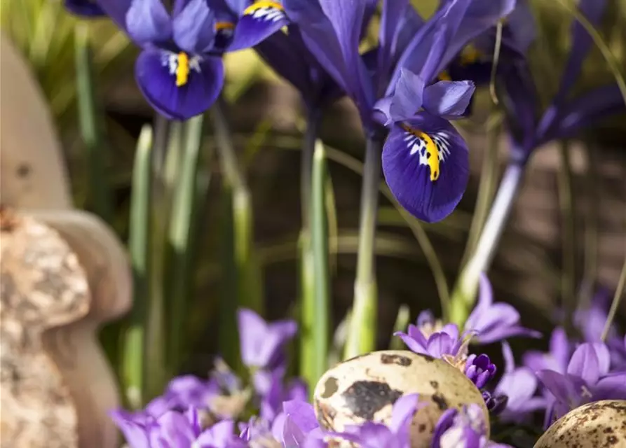 Iris reticulata