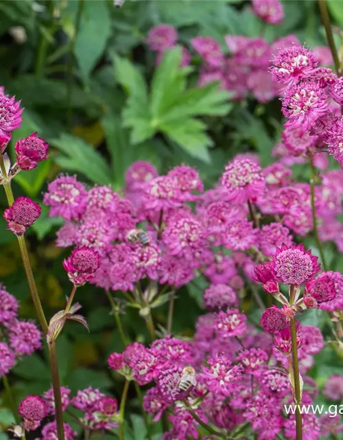 Astrantia major 'Lars'