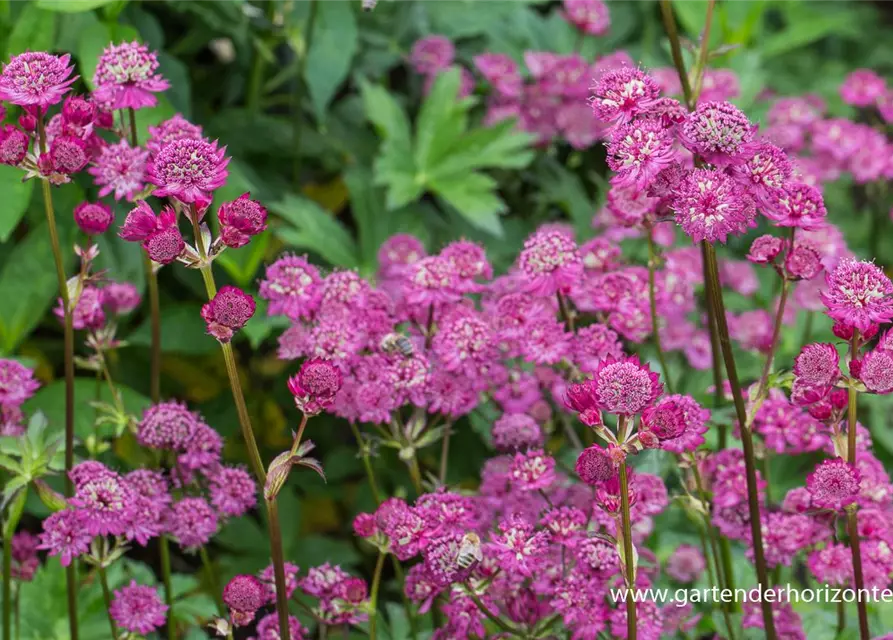 Astrantia major 'Lars'