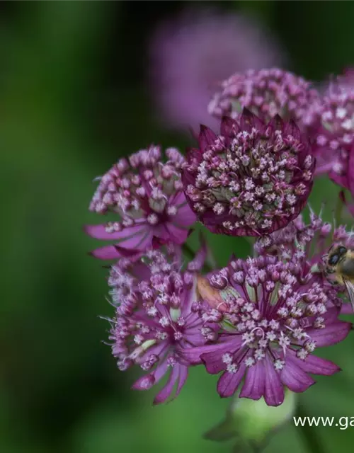 Astrantia major 'Lars'