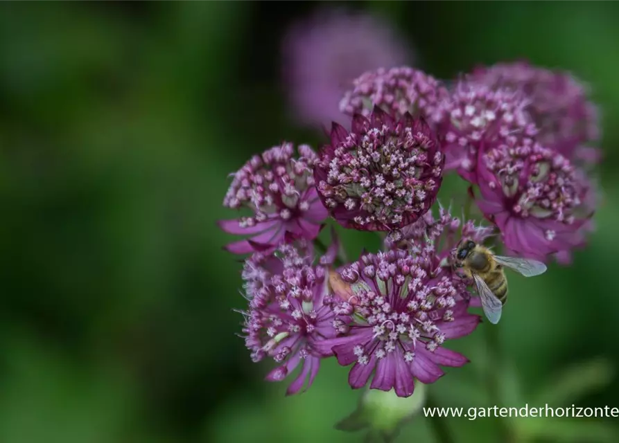 Astrantia major 'Lars'