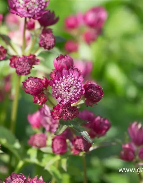 Astrantia major 'Lars'