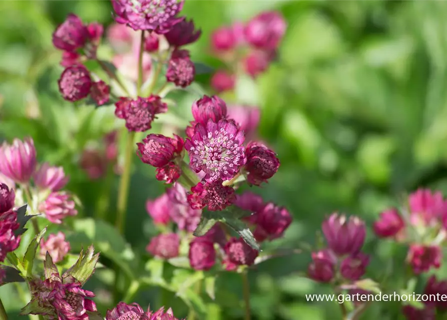 Astrantia major 'Lars'