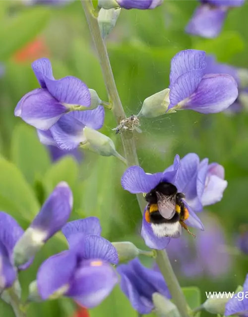 Baptisia australis