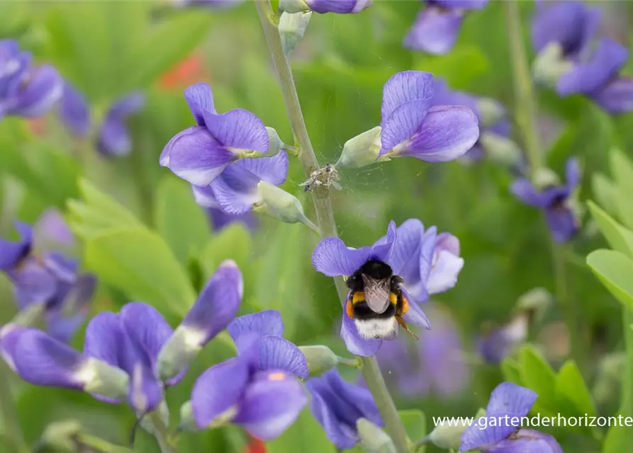 Baptisia australis