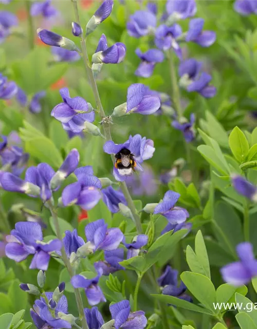 Baptisia australis