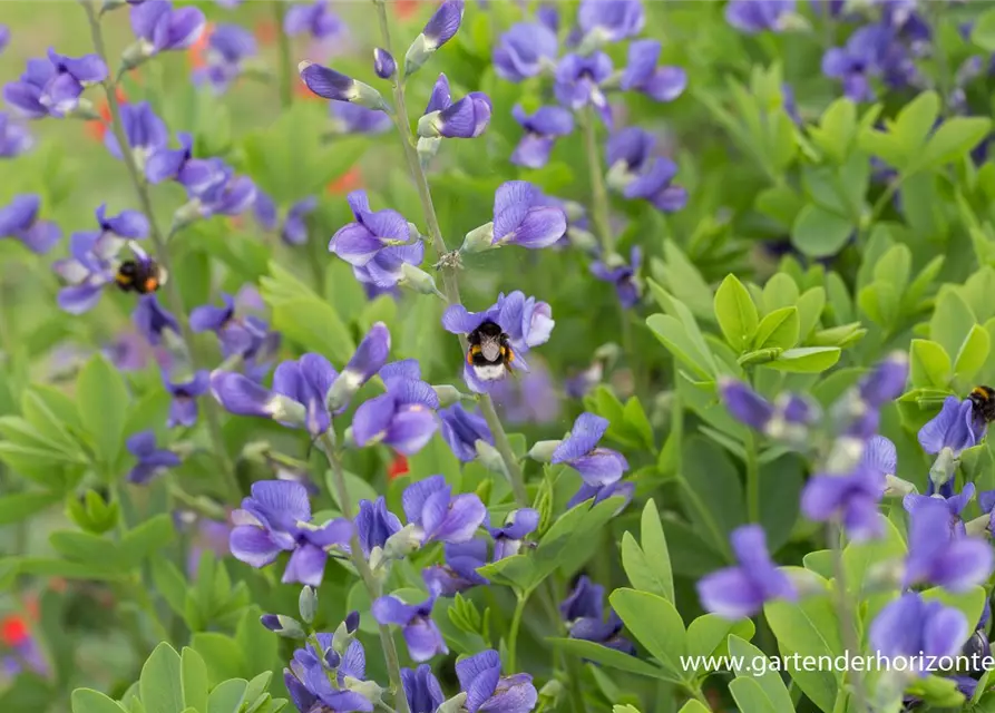 Baptisia australis